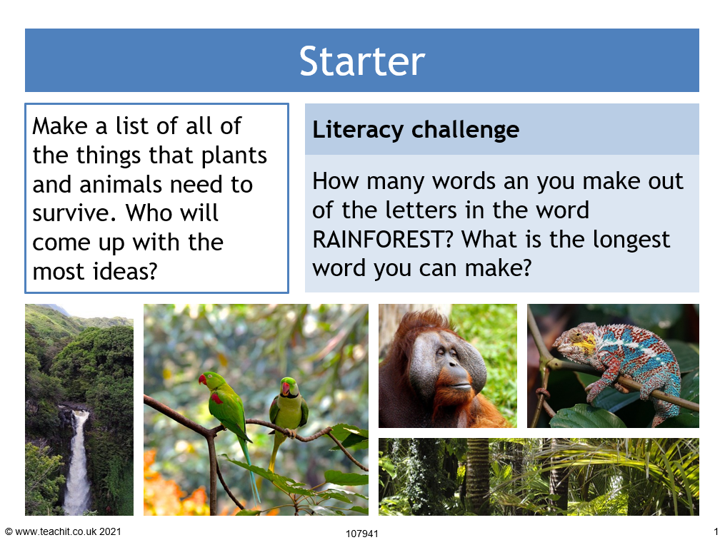 Rainforest animals: adaptations, KS3 geography teaching resource