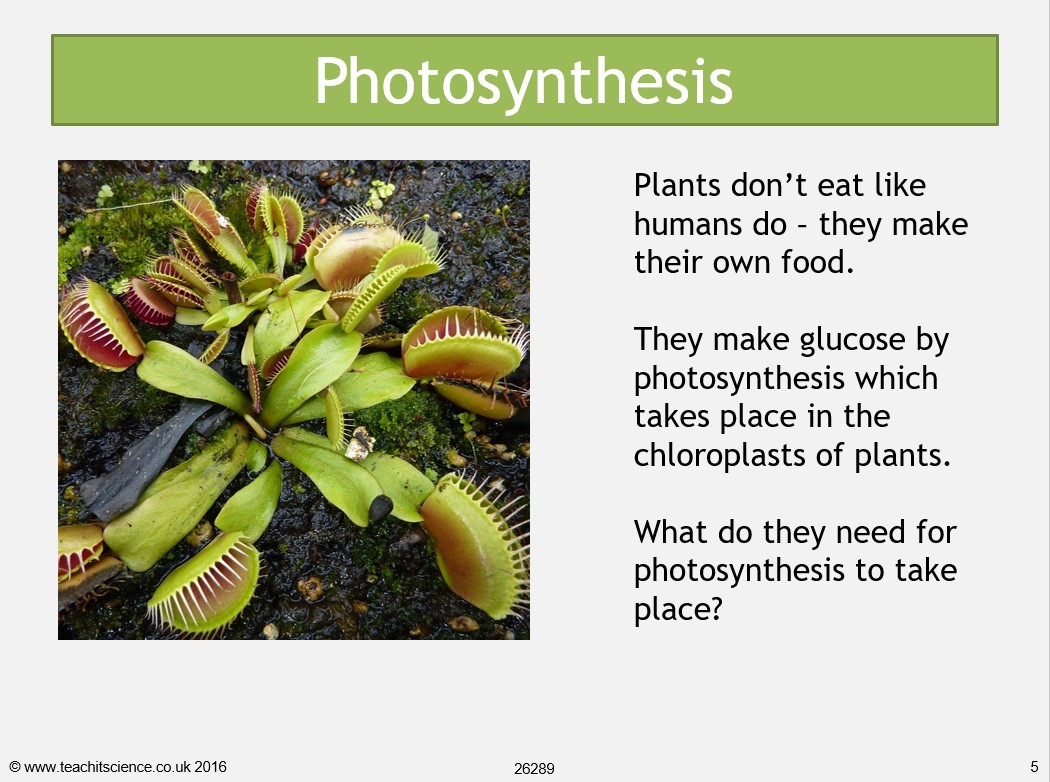 Photosynthesis