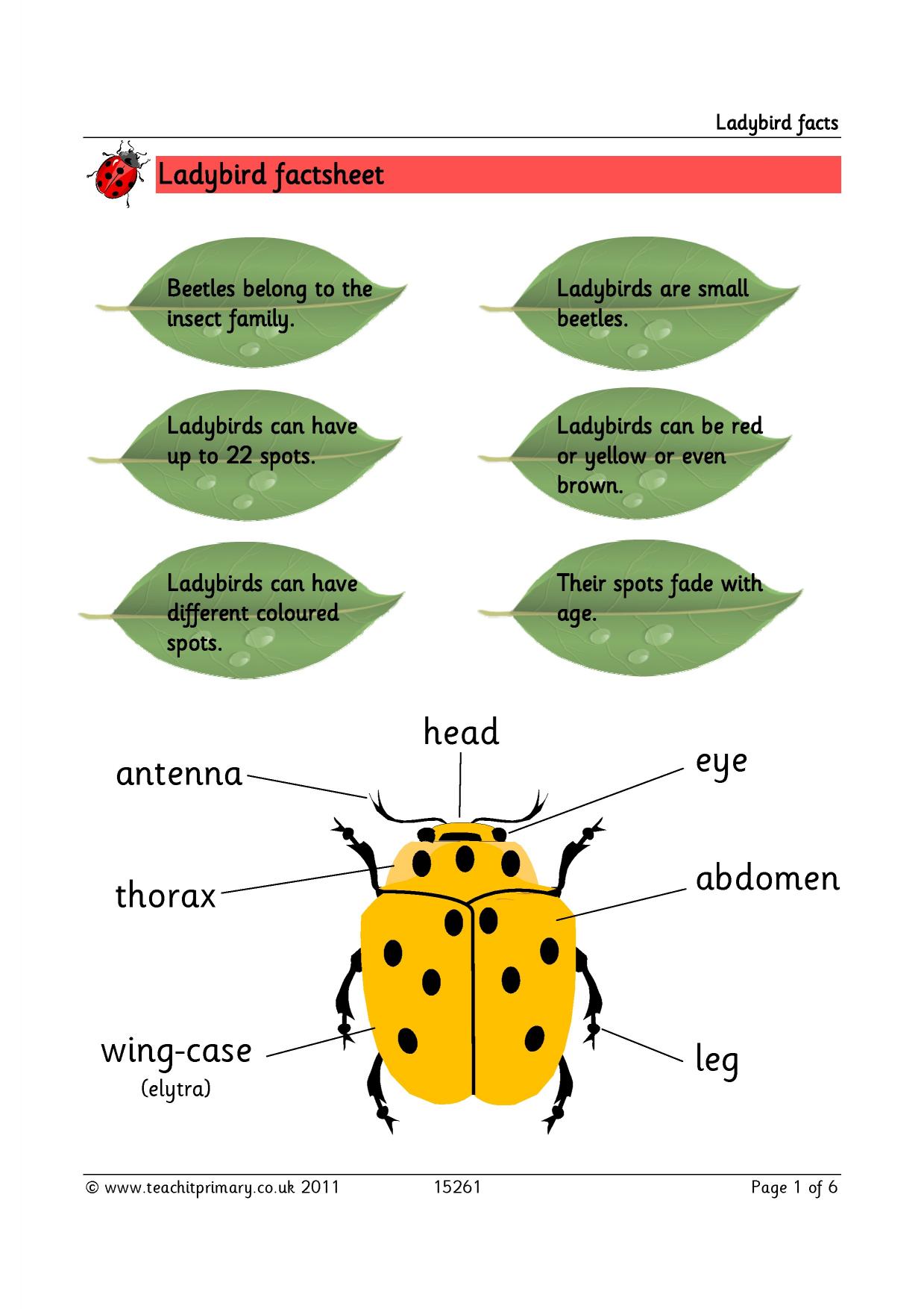 Ladybird