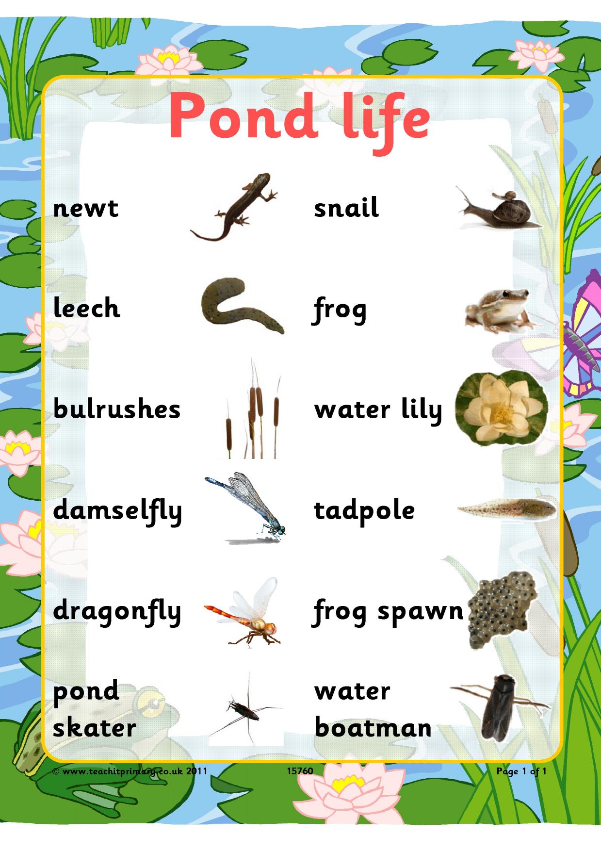 Pond life word mat | KS2 living things and their habitats | Teachit