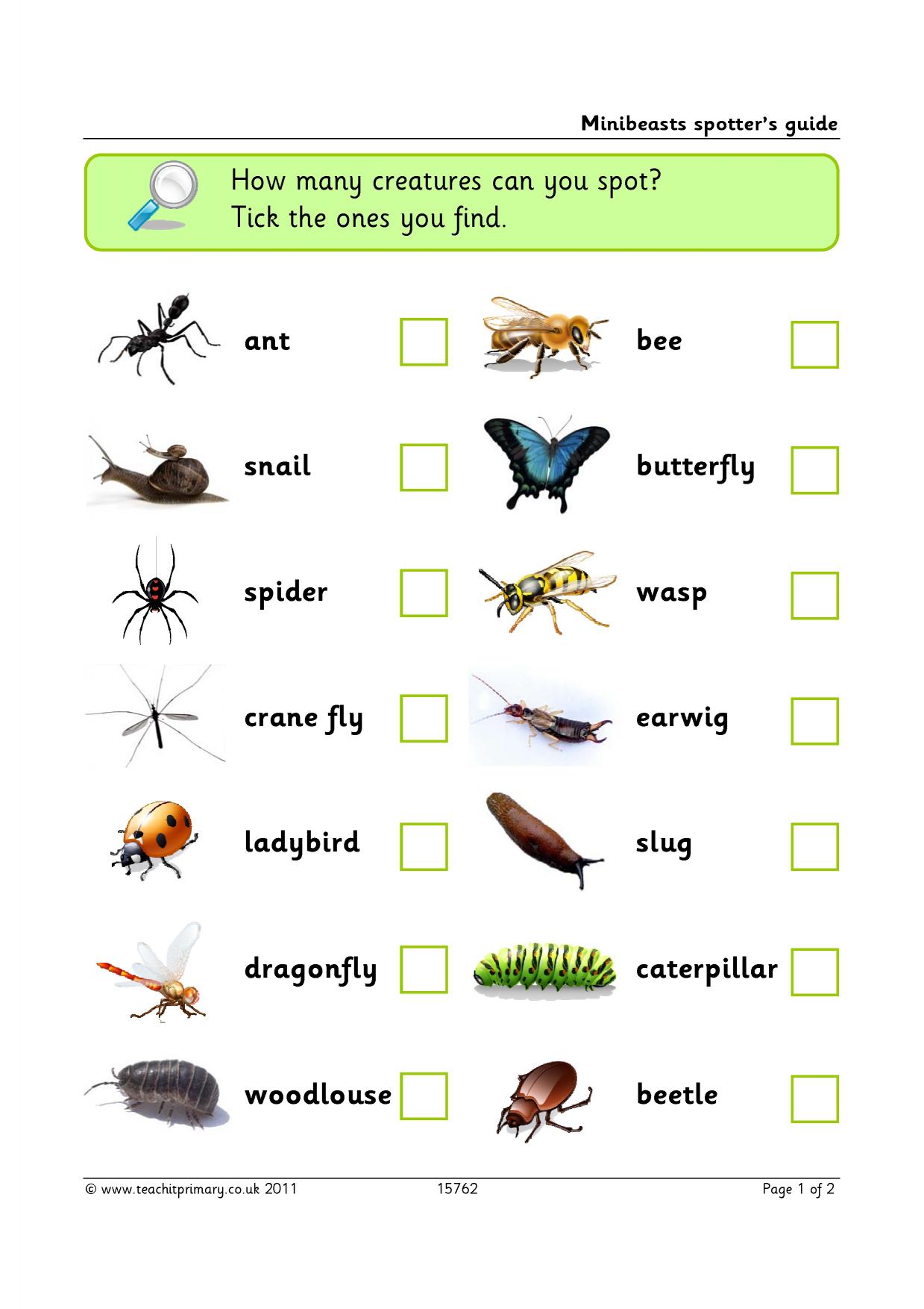 Minibeasts