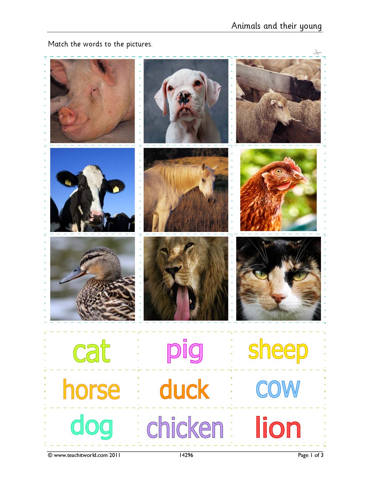 Match animals to their young | EYFS - KS1 Science | Teachit