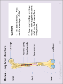 Bones