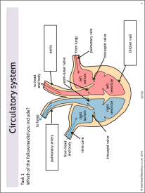 Circulatory