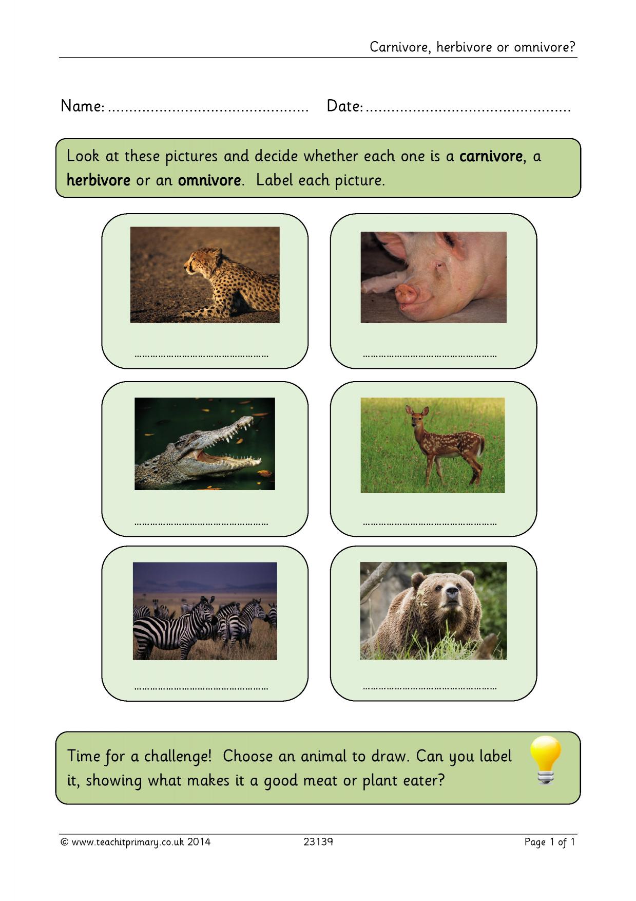 Carnivores, herbivores and omnivores | KS1 Science | Teachit