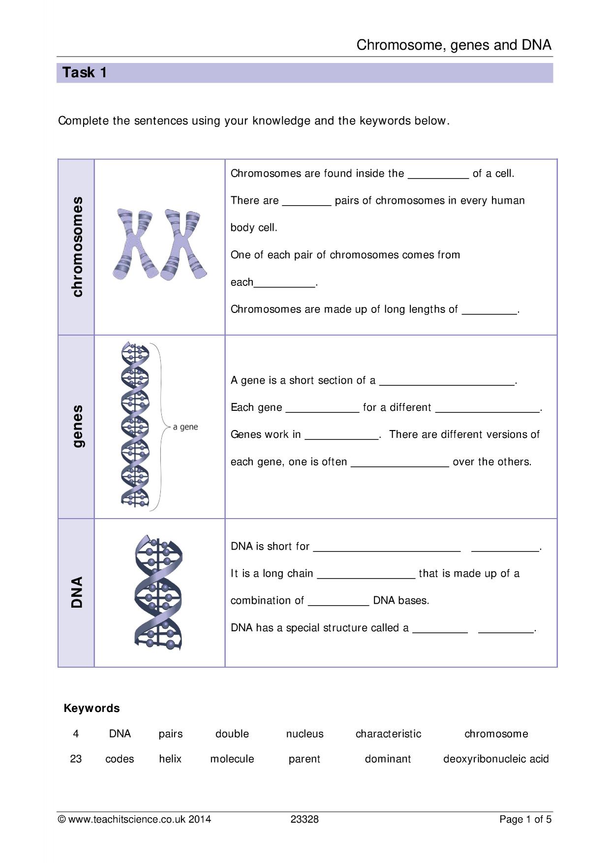 Chromosome Numbers Worksheet Answer Key