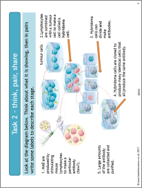 Monoclonal