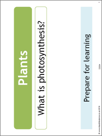 Plants