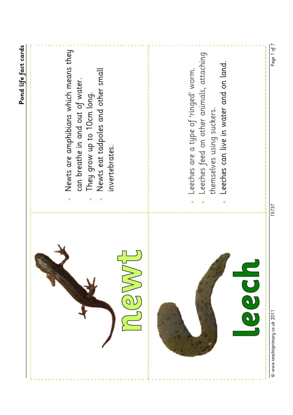 Pond life fact cards | KS2 living things and their habitats | Teachit