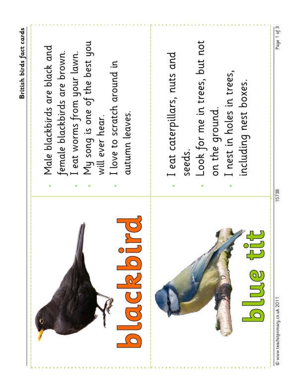 British birds fact cards