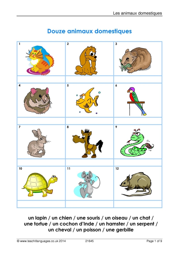Pets vocabulary|KS3 French teaching resource|Speaking activities|Teachit