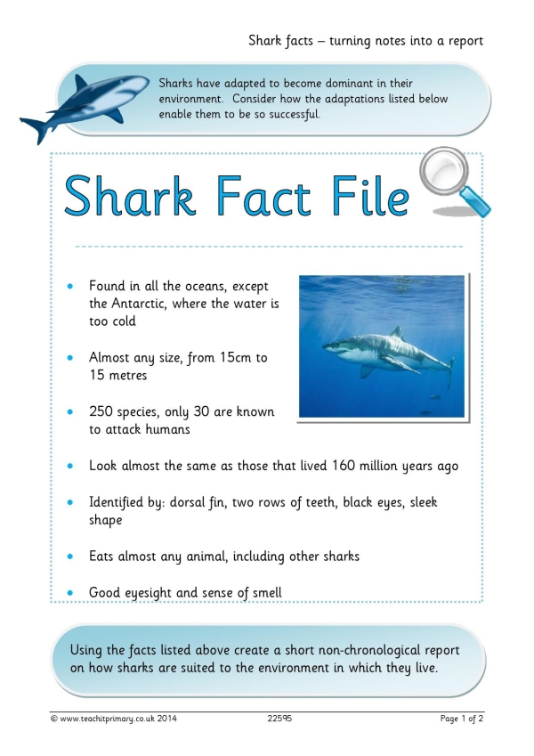 shark essay in english for class 5