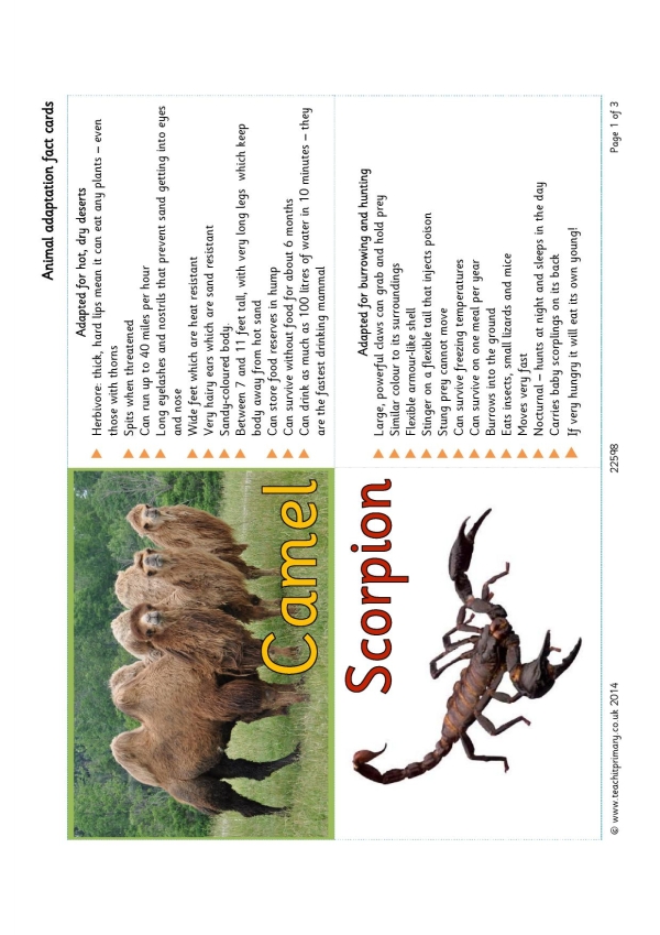 Animal adaptation fact cards | KS2 evolution and inheritance | Teachit