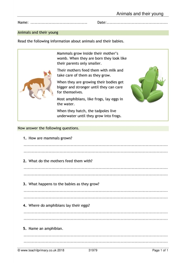 Animals and babies comprehension | KS1 Science | Teachit