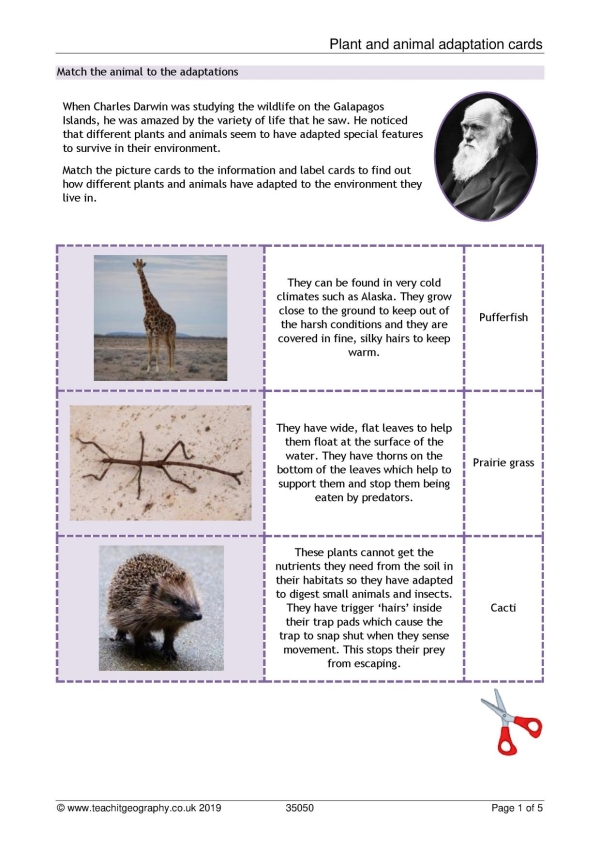 Plant and animal adaptation cards | KS3 geography | Teachit