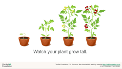 How to grow a plant: part 1 – flashcards