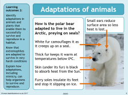Adaptations PowerPoint lesson