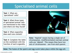 GCSE biology video: specialised animal cells