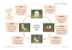 Life cycle of a bird