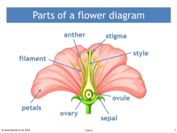 Parts of a flower diagram