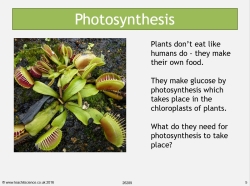 Photosynthesis and respiration in plants