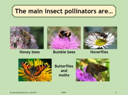 The main insect pollinators image