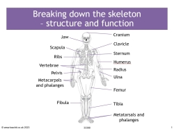 Breaking down the skeleton – structure and function