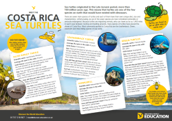 Turtles of Costa Rica