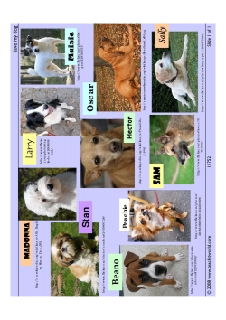 Save my dog - support images
