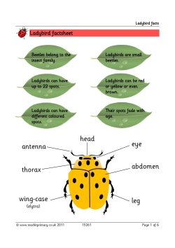 Ladybird facts