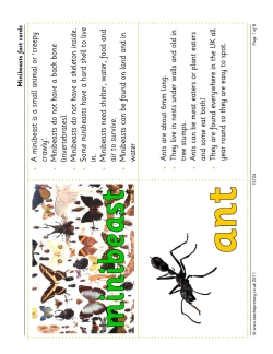 Minibeasts fact cards