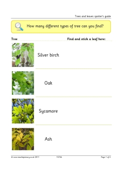 Trees and leaves spotter's guide