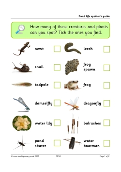 Pond life spotter's guide