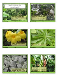 What might you see in a rainforest?