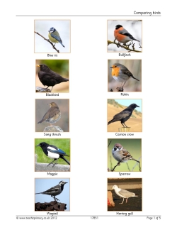 Comparing birds