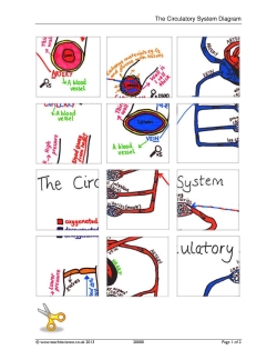 The circulatory system – jigsaw