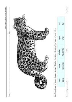 Adaptation of the snow leopard