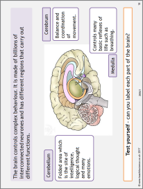 The brain