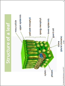 Photosynthesis - leaf structure