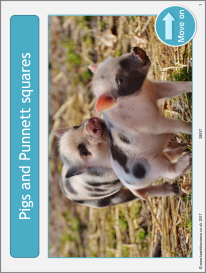 Pigs and Punnett squares