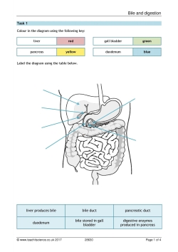 Bile and digestion