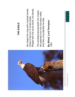 'The Eagle' PowerPoint