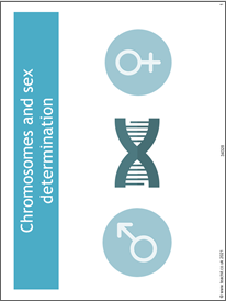 Chromosomes and sex determination Chromosomes and sex determination