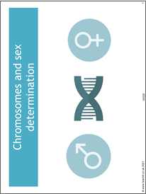 Chromosomes and sex determination