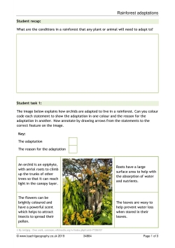 Rainforest adaptations